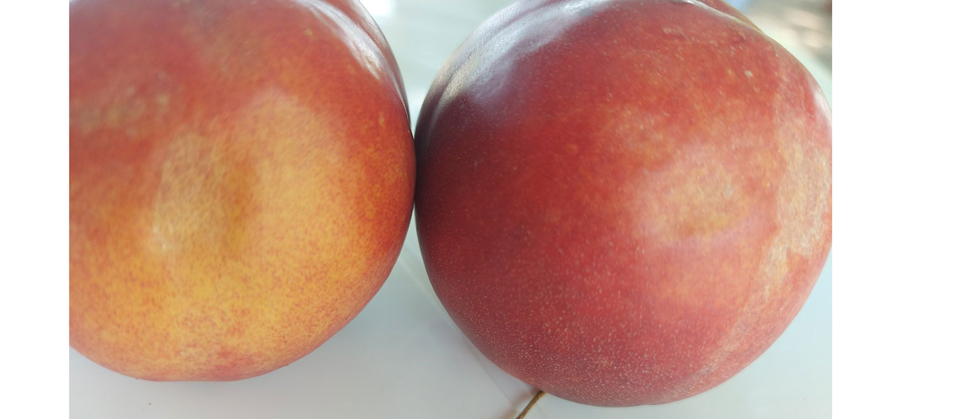 ζημιά σε νεκταρίνια