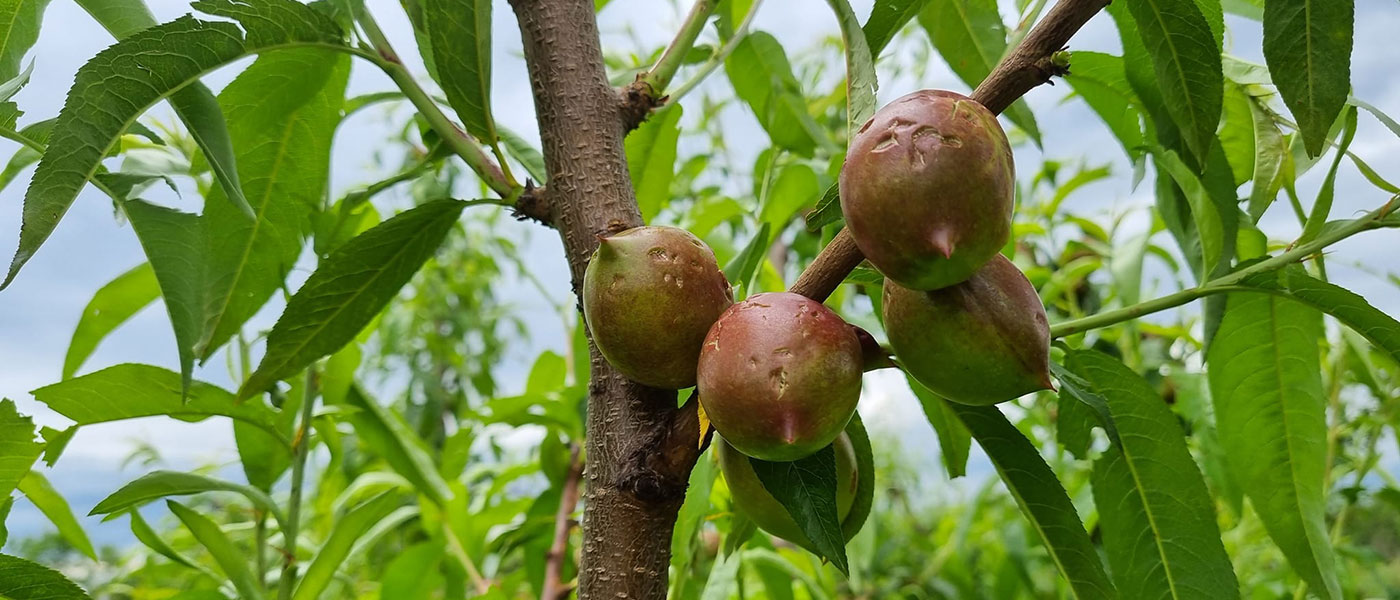νεκταρίνια ζημιές