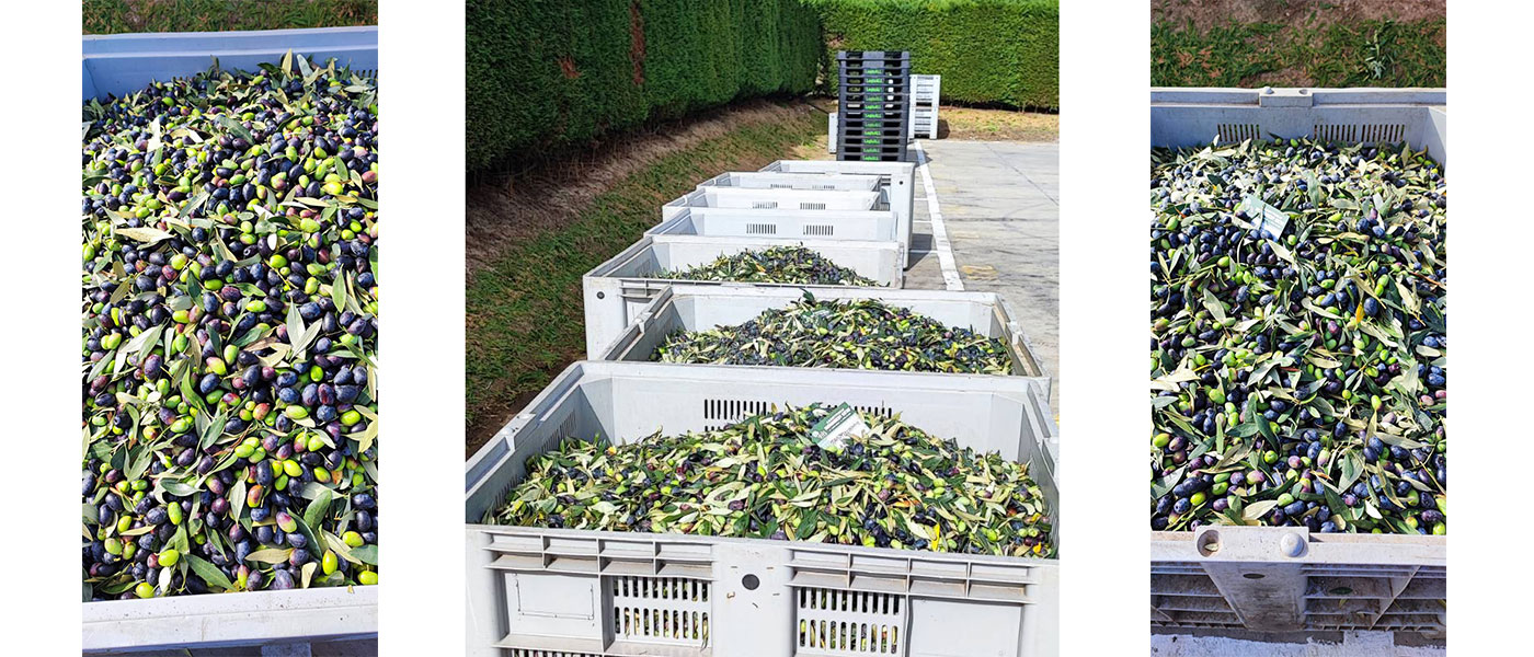 συγκομιδή Καλαμών