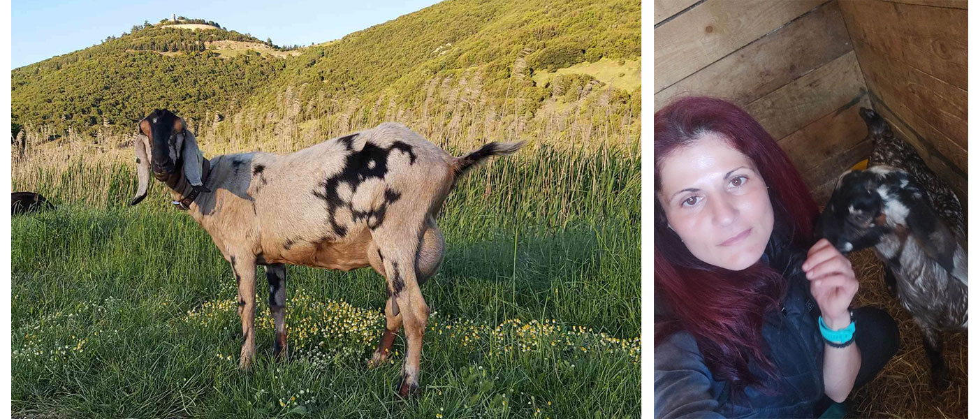 γίδες Anglo-Nubian