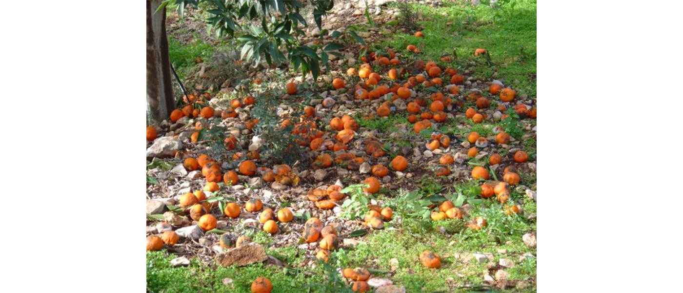 μανταρίνια