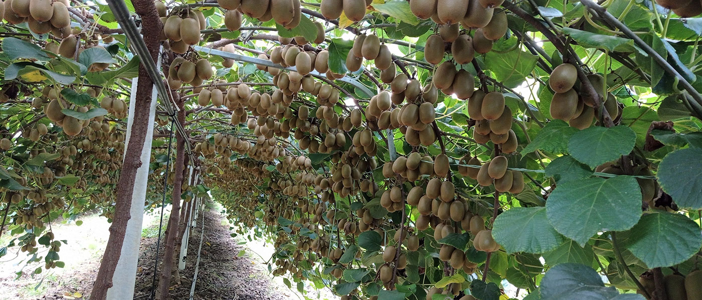 Καλλιέργεια κίτρινων και κόκκινων ακτινιδίων 