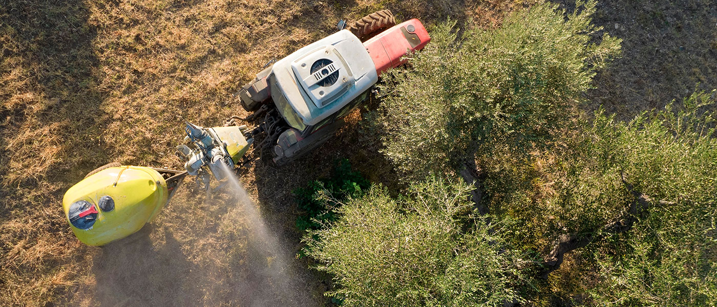 Λίπανση ελιάς