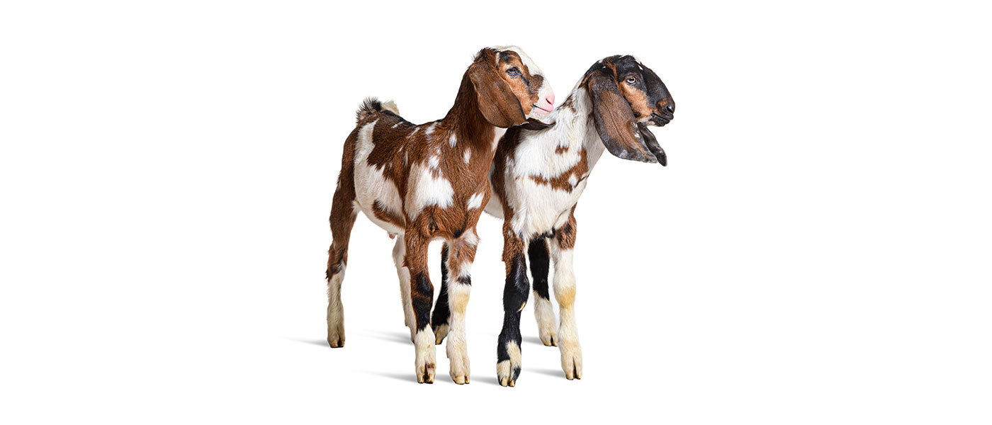 γίδες Anglo-Nubian