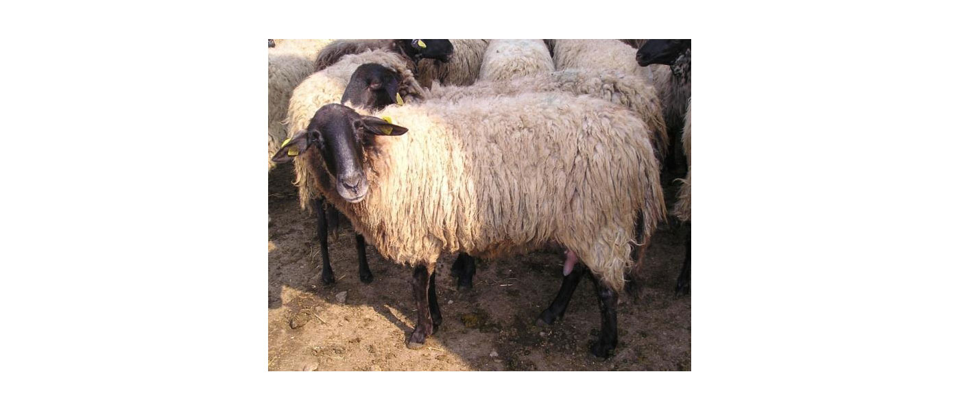 Σερραϊκό πρόβατο