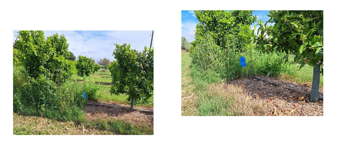 Ζιζανιοκτόνο RIPPER: χορηγήθηκε οριστική άδεια διάθεσης στην αγορά