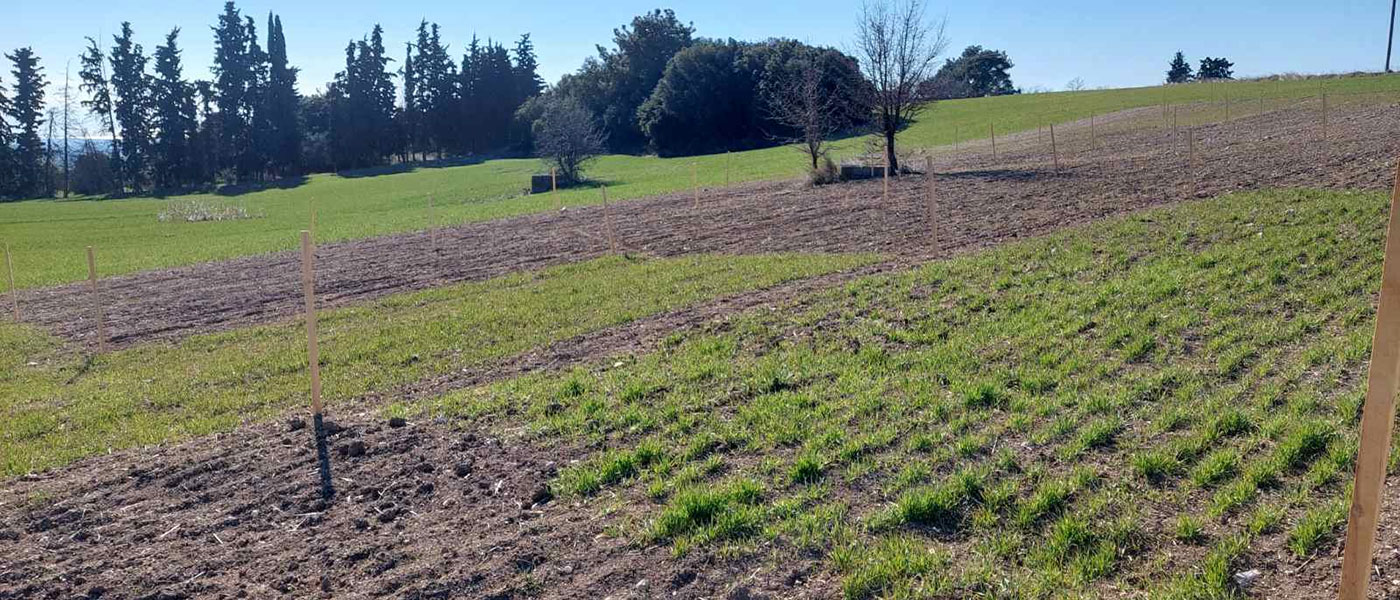 Εικόνα 1. Ψευδοσπορά σε καλλιέργεια σιταριού στο Living Lab της Θεσσαλίας.