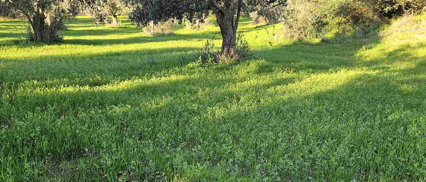 Εικόνα 2. Μίγμα καλλιεργειών κάλυψης (βρώμη + βίκος) σε ελαιώνα στο Living Lab της Ηλείας.