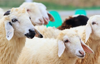 Θέσεις ΓΕΩΤΕΕ επί της Πράξης Νομοθετικού Περιεχομένου για Ευλογιά Αιγοπροβάτων, ζητά επίδομα ανεργίας και αφορολόγητο