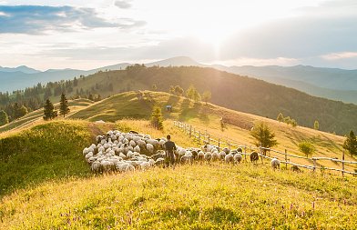 Η νέα κατανομή βοσκοτόπων βγάζει εκτός επιλεξιμότητας για εξισωτική, κάποιοι κτηνοτρόφοι χάνουν έως και 2.500 ευρώ