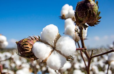 Τα μεγάλα προβλήματα που αντιμετωπίζουν οι βαμβακοπαραγωγοί, ζητούν στήριξη του αγώνα τους από την ελληνική κοινωνία