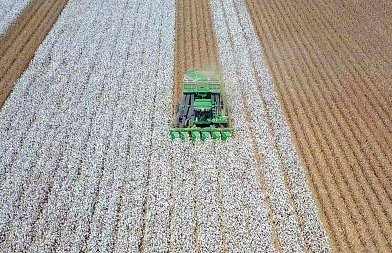 Η παγκόσμια παραγωγή βάμβακος συνεχίζει να υπερβαίνει την κατανάλωση τη σεζόν 2025/26