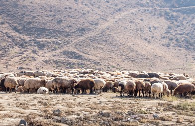Πρωτοψάλτης: «Κανένα περιθώριο για λάθος, αυστηρή τήρηση των μέτρων» για τη διακίνηση τυριών εκτός Λέσβου – Τι συζητήθηκε για τον αφθώδη