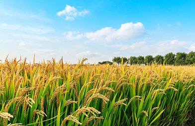 3+3 προτάσεις για να μπει φραγμός στην οικονομική ασφυξία της ρυζοκαλλιέργειας