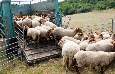 Οδηγίες ΥπΑΑΤ για μετακινήσεις αιγοπροβάτων ενόψει εορταστικής περιόδου, από ποιες χώρες απαγορεύονται εισαγωγές