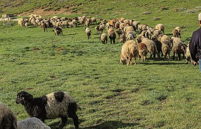 Ενίσχυση για ζωοτροφές και ανασύσταση των κοπαδιών τους ζητούν οι κτηνοτρόφοι της Θεσσαλίας