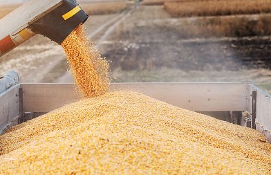 Καλαμπόκι: Προβλέψεις για παγκόσμια παραγωγή και αποθέματα, οι τιμές στην Ουκρανία