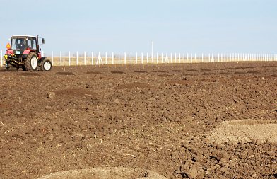 Αμυγδαλιά: Τι πρέπει να ξέρει ο παραγωγός πριν ξεκινήσει μια φυτεία