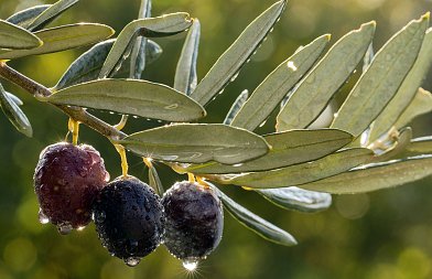 Ελιές υπό πίεση: Πώς οι συνεχείς βροχοπτώσεις ενεργοποιούν τις ασθένειες σε φύλλα και καρπούς