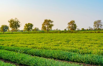 Κτηνοτροφικό ρεβίθι: η λύση στις πρωτεϊνούχες ζωοτροφές