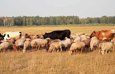 Πως θα γίνεται ο έλεγχος του αριθμού των ζώων, ο αλγόριθμος για αιγοπρόβειο γάλα και κρέας