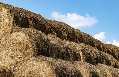 Στα 2,14 εκατ. ευρώ τα de minimis ενίσχυσης για μηδική και βιομηχανική τομάτα