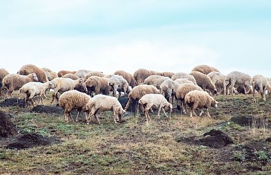 Ευλογιά αιγοπροβάτων: Η εικόνα της νόσου με βάση τα τελευταία στοιχεία έως 19 Δεκεμβρίου
