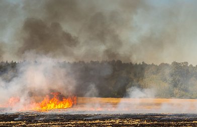Πυρκαγιές 2025: Τι προβλέπει το πλαίσιο κρατικής αρωγής για τις αγροτικές εκμεταλλεύσεις