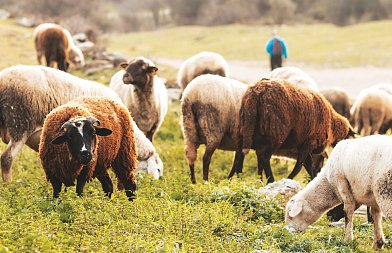 Καταρροϊκός πυρετός: Μια νόσος που μεταδίδεται μέσω εντόμων