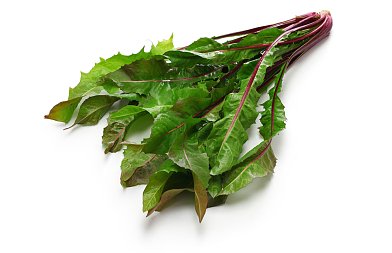 Ιταλικό ραδίκι: Ανθεκτική και εύκολη καλλιέργεια, το θέλουν οι καταναλωτές για την πικρή του γεύση