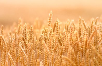 Τι κερδίζει παραγωγός από Οικολογικά Σχήματα αν από βαμβάκι μηδική και καλαμπόκι στράφηκε σε σιτηρά και ψυχανθή