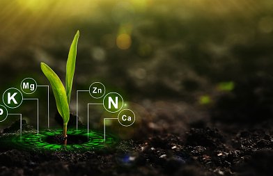 Fe, Zn, B στο έδαφος: γιατί υπάρχουν μικροθρεπτικά αλλά δεν φτάνουν στο φυτό