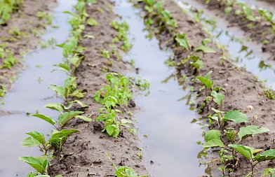 Βούλιαξε ο Έβρος πλημμύρισαν 150.000 στρέμματα, ζημιές και μειωμένη παραγωγή σκληρού κατά 30.000 τόνους