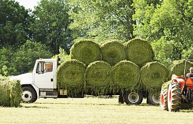 Τι αλλάζει στη διακίνηση ζωοτροφών, το βάρος πέφτει σε βιοασφάλεια, ιχνηλασιμότητα και απολύμανση