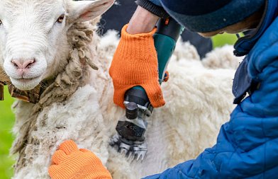 Κούρα ζώων και βιοασφάλεια: Τι πρέπει να προσέξουν οι κτηνοτρόφοι