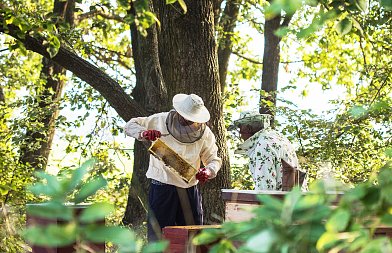 Η Συμμαχία που Τρέφει τη Γη: Μελισσοκομία και Γεωργία