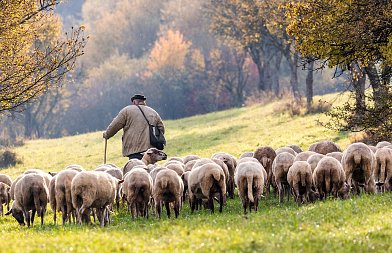 Ευρωπαϊκούς μηχανισμούς για στήριξη της κτηνοτροφίας ζήτησε η Ελλάδα από την ΕΕ
