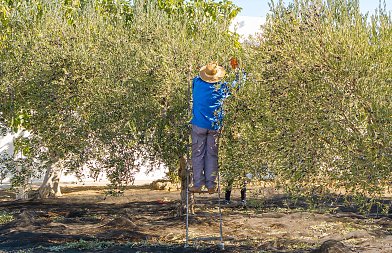 Από 1 Οκτωβρίου η δήλωση συγκομιδής ελαιοκάρπου υποστηρίζει το ΥπΑΑΤ, πως γίνεται και με τι πρόστιμα απειλείται ο παραγωγός