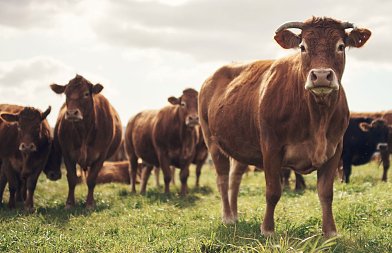 Βόειο κρέας: η εγχώρια παραγωγή και το στοίχημα του αύριο