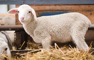 Καταγγελίες ότι δεν υπάρχει θεσμικό πλαίσιο στις απολυμάνσεις, δεν έχουμε πιστοποιημένους απολυμαντές και δεν γίνεται έλεγχος