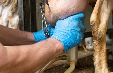 Από καλοκαίρι τα νέα Σχέδια Βελτίωσης, ποιος είναι ο προϋπολογισμός αιτήσεων, δεν περιλαμβάνουν αγορά ζώων από κτηνοτρόφους