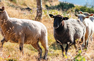 Αφθώδης πυρετός: αυξημένη επιφυλακή μετά την εστία στην Κύπρο και την επιδημιολογική εικόνα στην Τουρκία