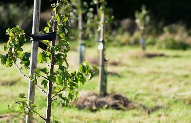 Φυτεύσεις αχλαδιάς: Τι πρέπει να γνωρίζει ο παραγωγός για την εγκατάσταση αχλαδεώνα