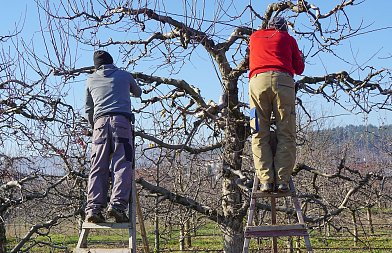 Κλάδεμα μηλιάς: τι χρειάζεται προσοχή τον χειμώνα στο χωράφι
