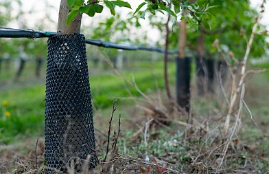 Τρωκτικά στους δενδρώνες: Πώς μπορούν να περιοριστούν οι ζημιές