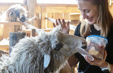 Πότε κινδυνεύουν οι κτηνοτρόφοι να μην πληρωθούν συνδεδεμένες και αποζημιώσεις για θανάτωση ζώων