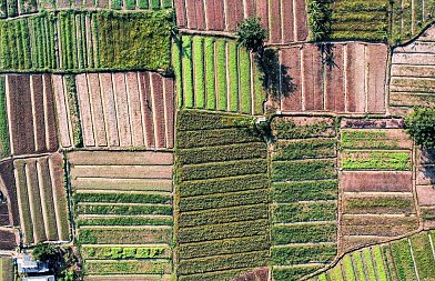 Παράταση στις διορθώσεις ΕΑΕ 2024–2025 και στην υποβολή φωτογραφιών μέσω Agrisnap ανακοίνωσε η ΑΑΔΕ