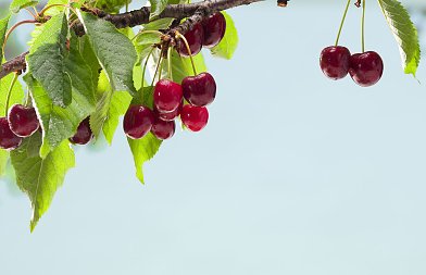 Τιμές που βγήκαν στην αγορά τα πρώτα κεράσια, εκτιμήσεις φετινής παραγωγής, τις βροχές φοβούνται οι κερασοπαραγωγοί