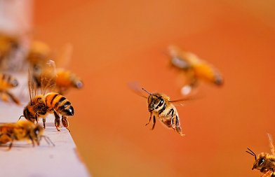 Η σημασία της επικονίασης στα πυρηνόκαρπα δένδρα: Τι πρέπει να γνωρίζουν οι παραγωγοί