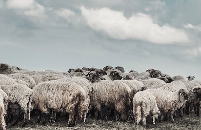 Συνέλαβαν κτηνοτρόφο που πήγε να βοσκήσει τα ζώα του σε δικό του αγροτεμάχιο